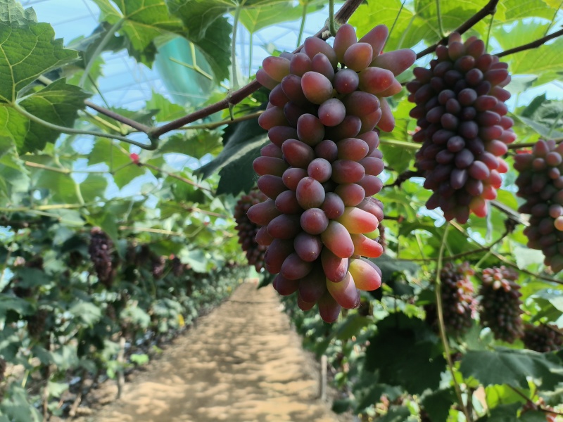 精品茉莉香葡萄大量上市需要老板抓紧时间采购