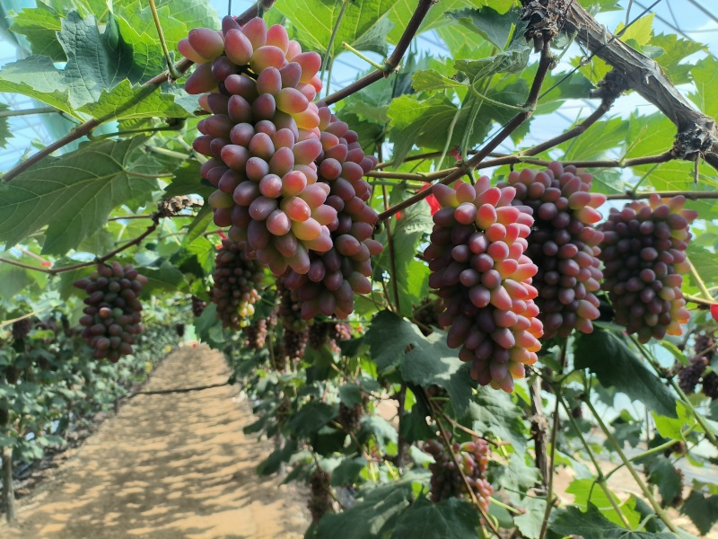 精品茉莉香葡萄大量上市需要老板抓紧时间采购