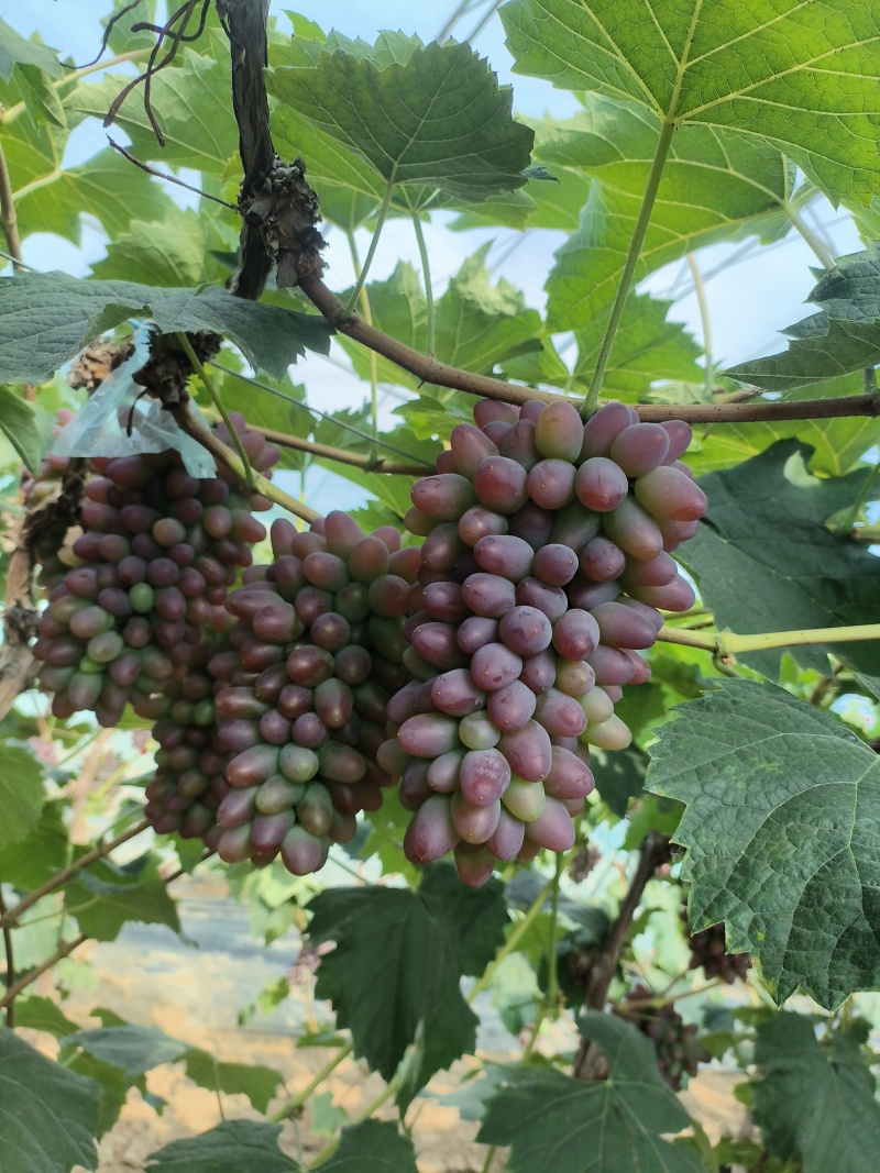 精品茉莉香葡萄大量上市需要老板抓紧时间采购