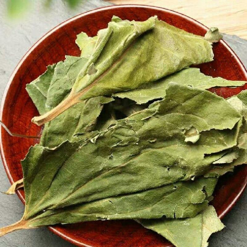 干绿柿叶霜后柿叶产地