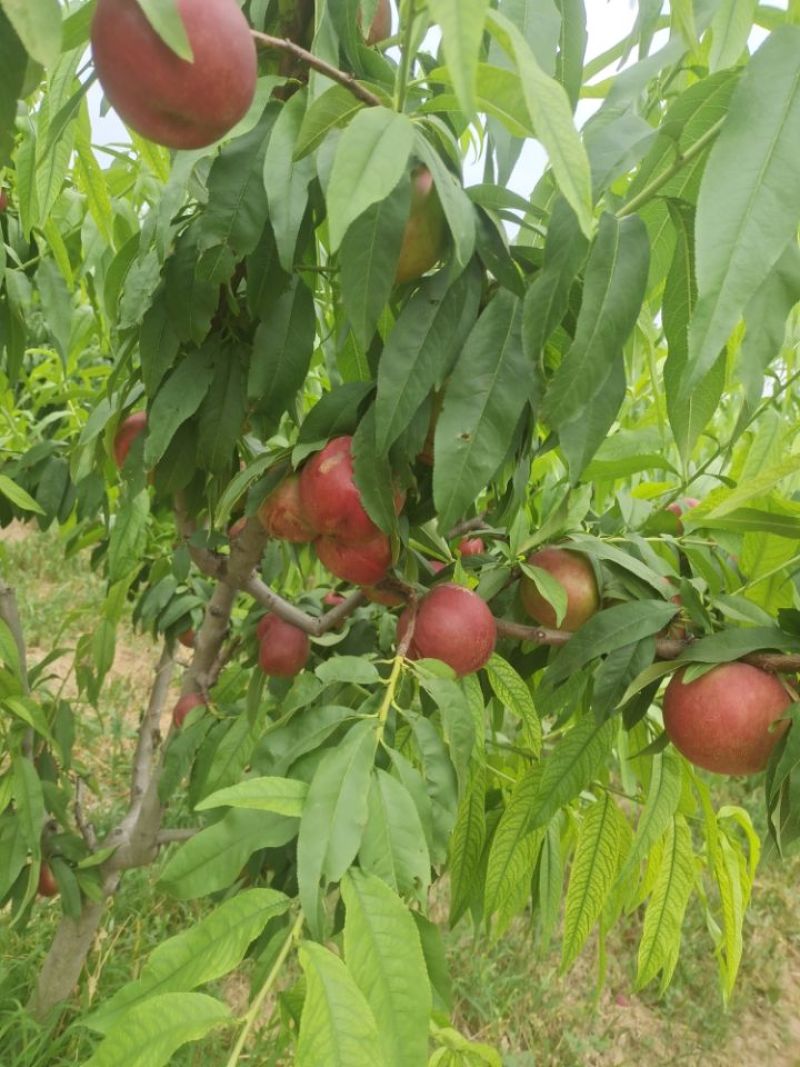 红桃