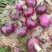 精品二红洋葱