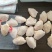 精品翅中，鸡翅商超餐饮学校市场批发颜色漂亮，无淤血无露骨