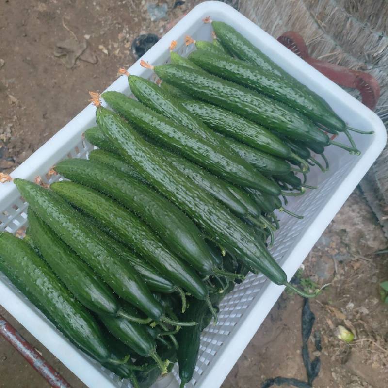 聊城莘县万亩蔬菜大棚各种瓜果齐全