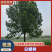 精品白蜡树18公分货源充足量大从优质量保证欢迎咨询