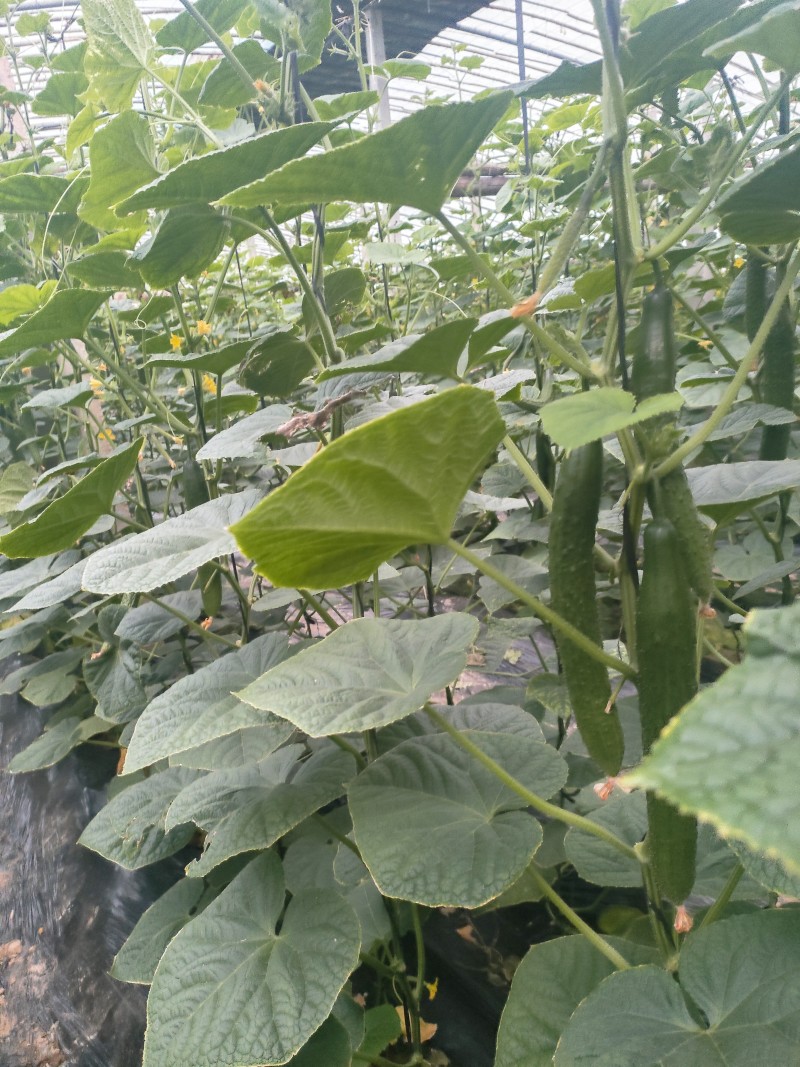 聊城莘县万亩蔬菜大棚各种瓜果齐全