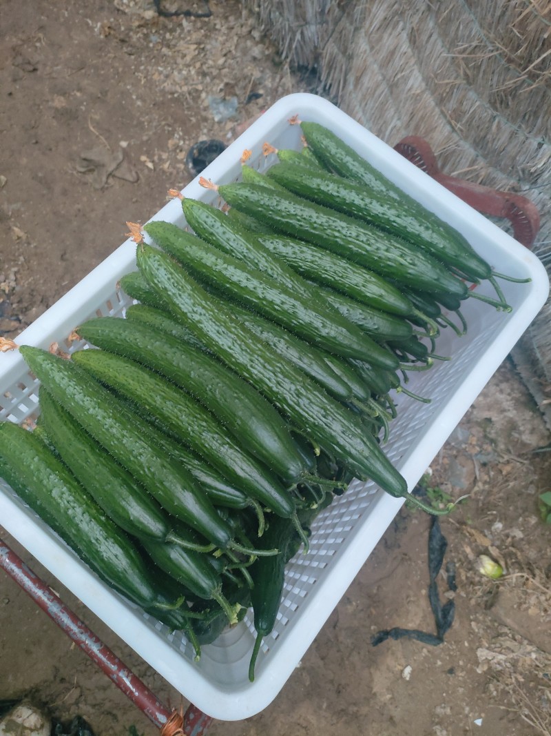 聊城莘县万亩蔬菜大棚各种瓜果齐全