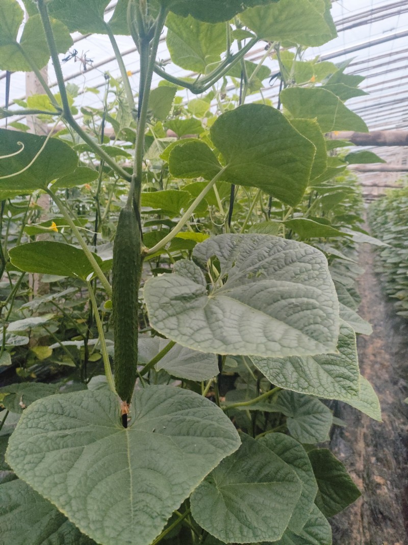 聊城莘县万亩蔬菜大棚各种瓜果齐全