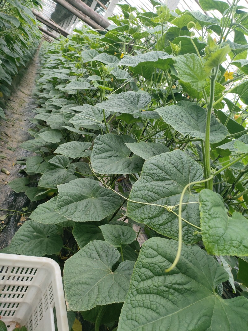 聊城莘县万亩蔬菜大棚各种瓜果齐全