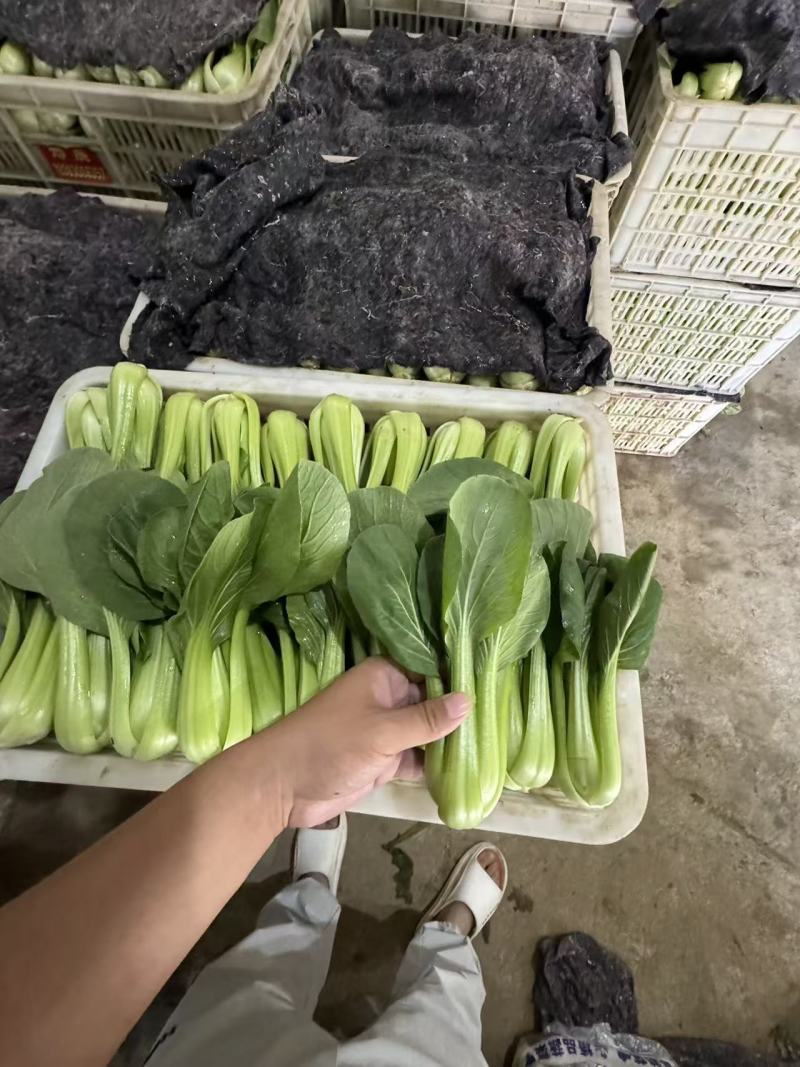 山东上海青油菜基地一手货源对接电商市场商超可视频