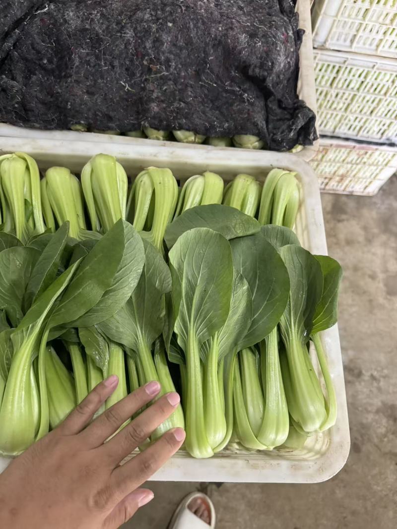 山东上海青油菜基地一手货源对接电商市场商超可视频