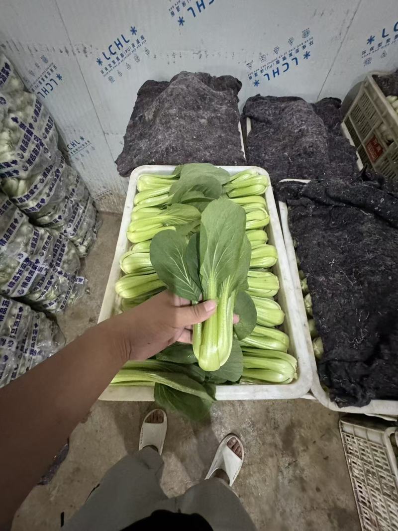 山东上海青油菜基地一手货源对接电商市场商超可视频