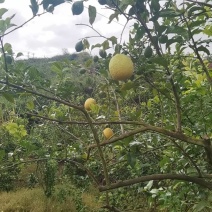 尤力克，塔西提