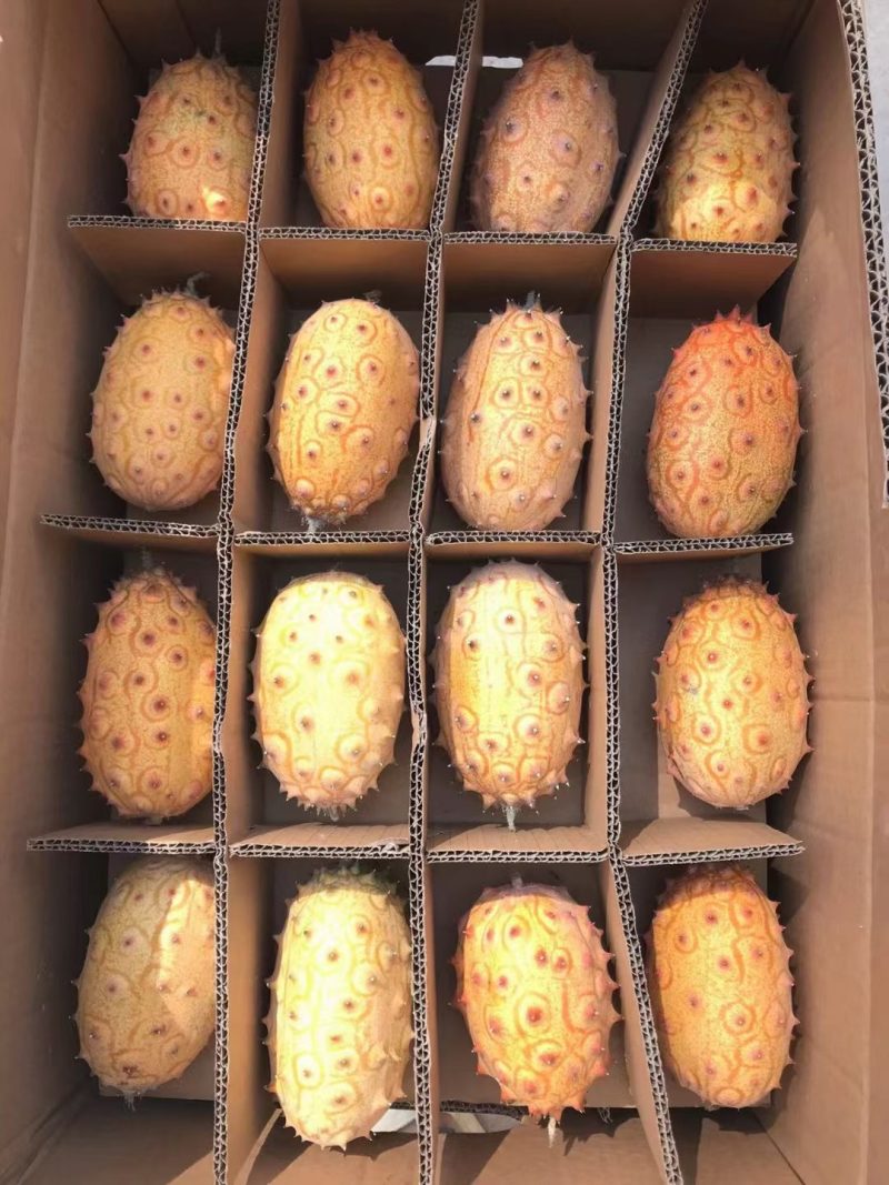 非洲火参果火星果刺角瓜基地现货供应