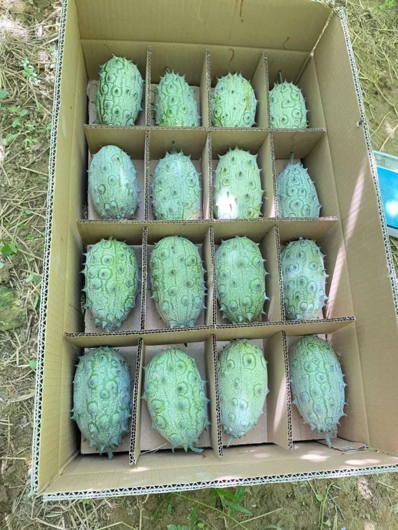 非洲火参果火星果刺角瓜基地现货供应
