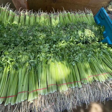 好货推荐精品香芹一手货源全国发货可视频看货