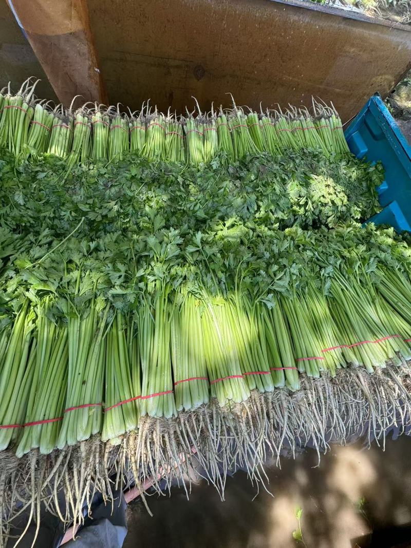 好货推荐精品香芹一手货源全国发货可视频看货