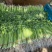 云南芹菜精品水芹一手货源长期供应可视频看货