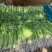 云南芹菜精品水芹一手货源长期供应可视频看货