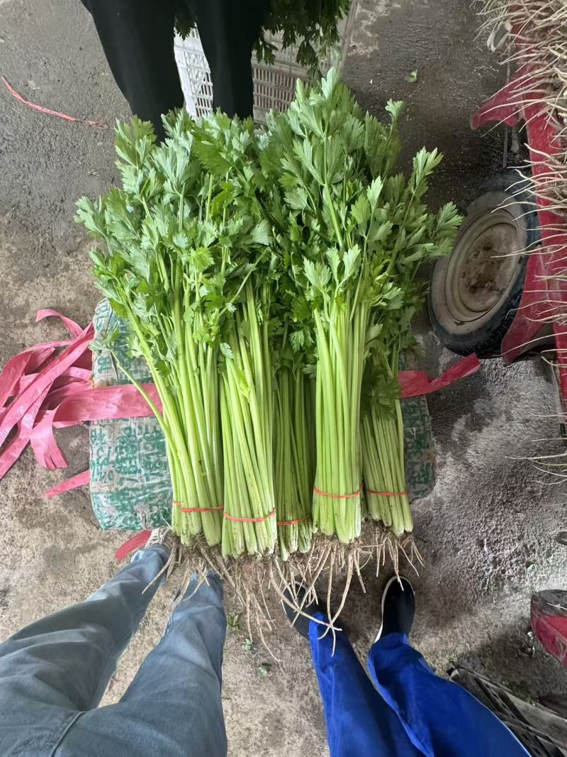 26年头茬宁夏香芹大量供应可视频看货对接各大市场商超电