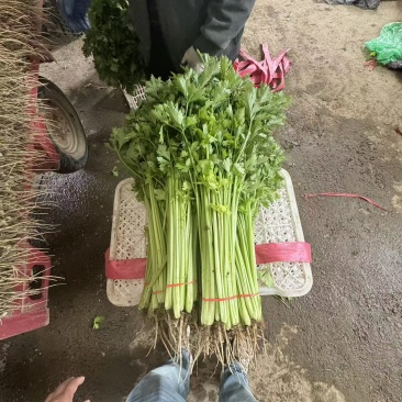 26年头茬宁夏香芹大量供应可视频看货对接各大市场商超电