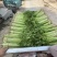26年头茬宁夏香芹大量供应可视频看货对接各大市场商超电