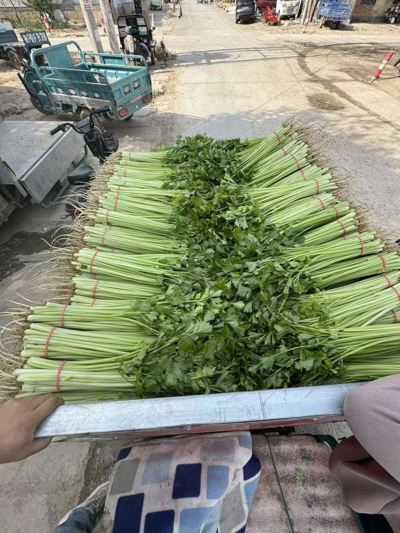 26年头茬宁夏香芹大量供应可视频看货对接各大市场商超电