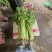 云南芹菜精品水芹一手货源长期供应可视频看货