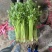 云南芹菜精品水芹一手货源长期供应可视频看货