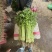 好货推荐精品香芹一手货源全国发货可视频看货