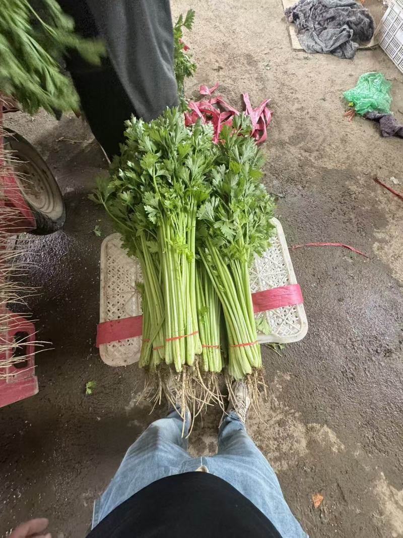 好货推荐精品香芹一手货源全国发货可视频看货