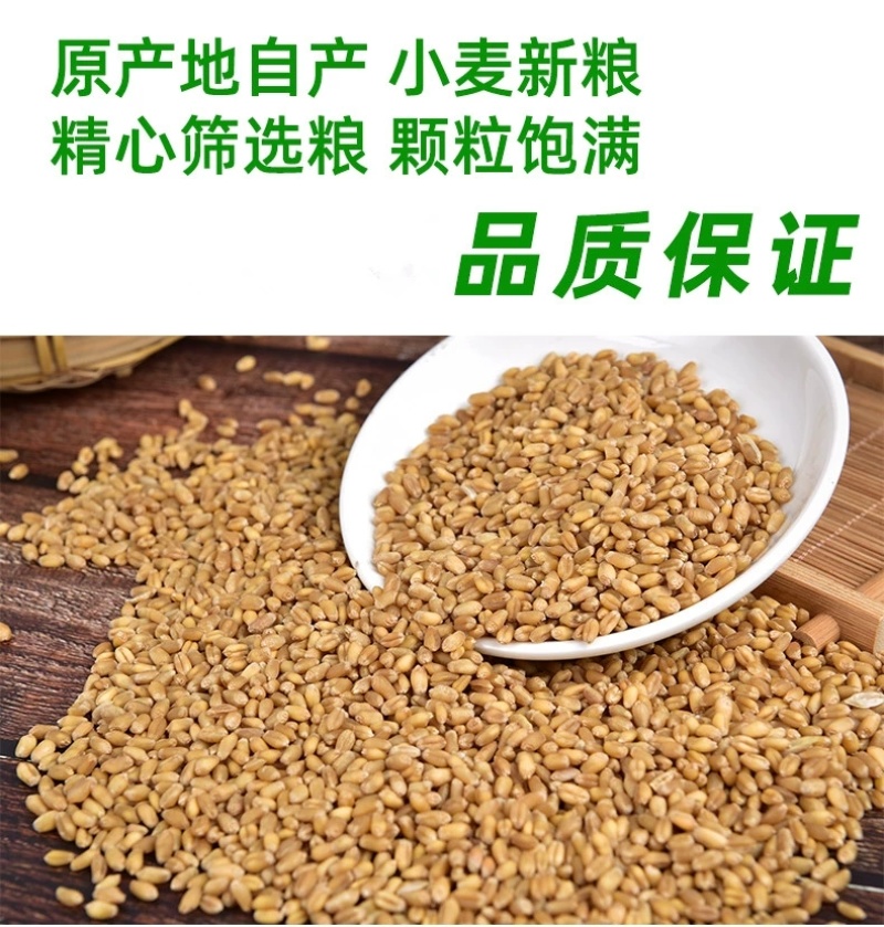 包邮）2024年新麦子皖北带皮小麦粒小麦酿酒喂鸽子鸟粮
