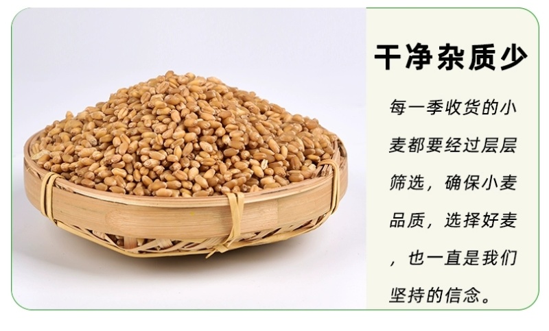 包邮）2024年新麦子皖北带皮小麦粒小麦酿酒喂鸽子鸟粮