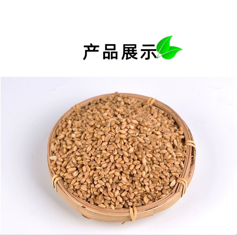 包邮）2024年新麦子皖北带皮小麦粒小麦酿酒喂鸽子鸟粮