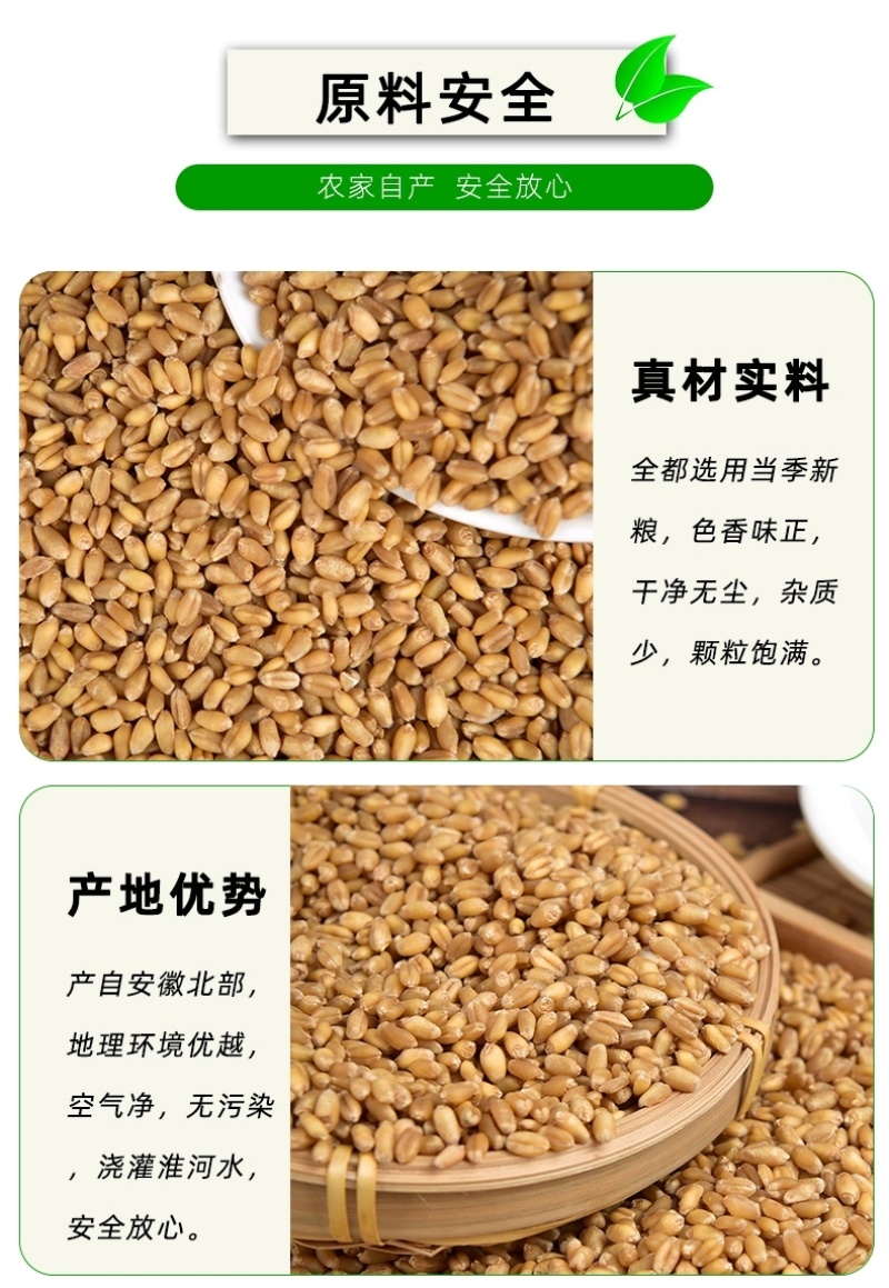 包邮）2024年新麦子皖北带皮小麦粒小麦酿酒喂鸽子鸟粮