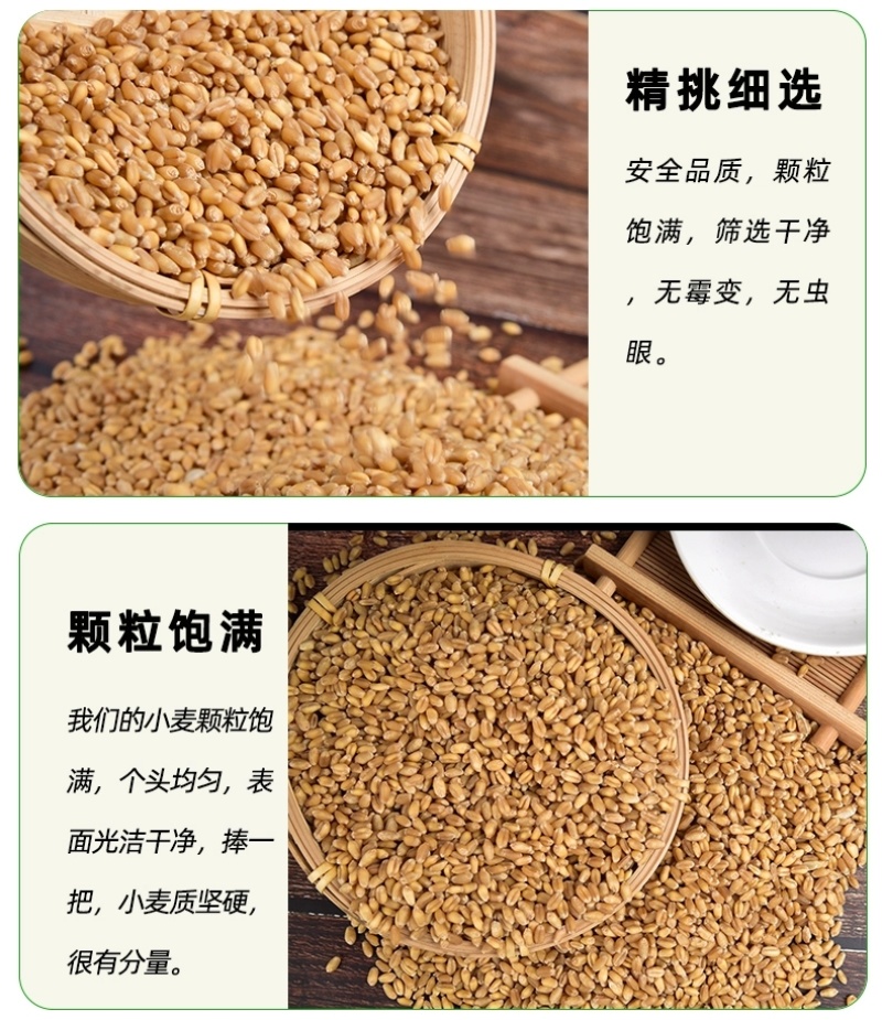 包邮）2024年新麦子皖北带皮小麦粒小麦酿酒喂鸽子鸟粮