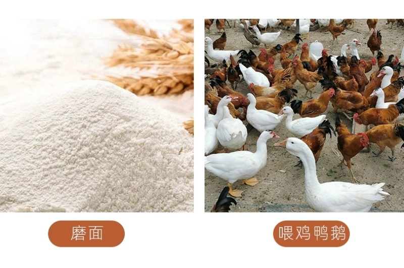 包邮）2024年新麦子皖北带皮小麦粒小麦酿酒喂鸽子鸟粮