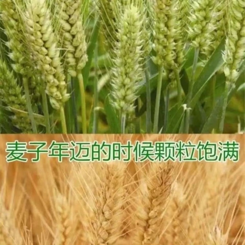 包邮）2024年新麦子皖北带皮小麦粒小麦酿酒喂鸽子鸟粮