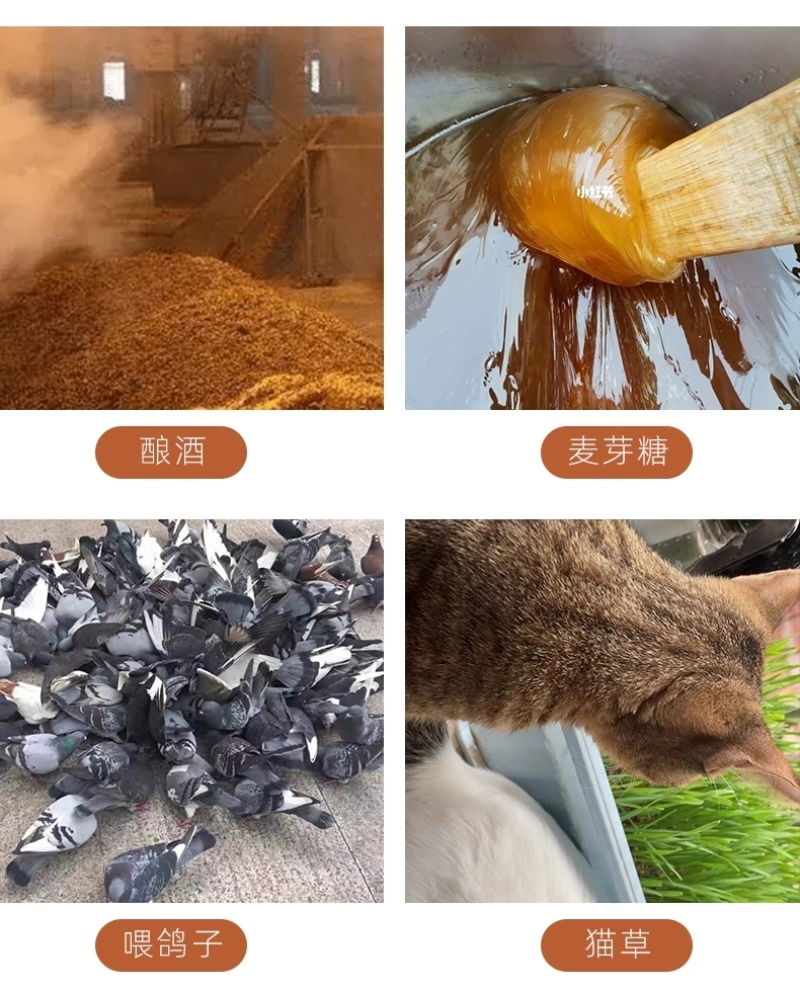 包邮）2024年新麦子皖北带皮小麦粒小麦酿酒喂鸽子鸟粮