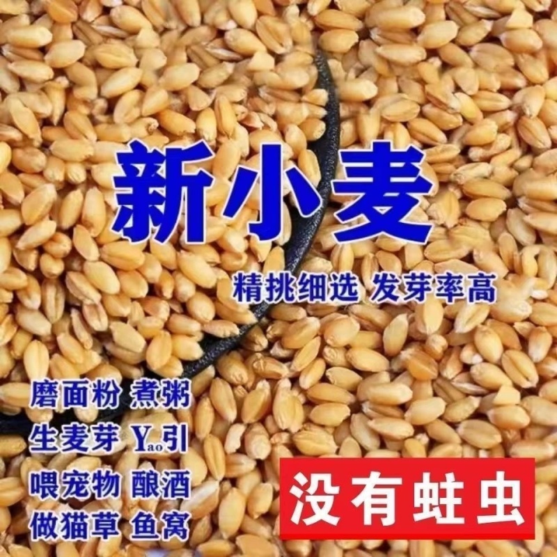 包邮）2024年新麦子皖北带皮小麦粒小麦酿酒喂鸽子鸟粮