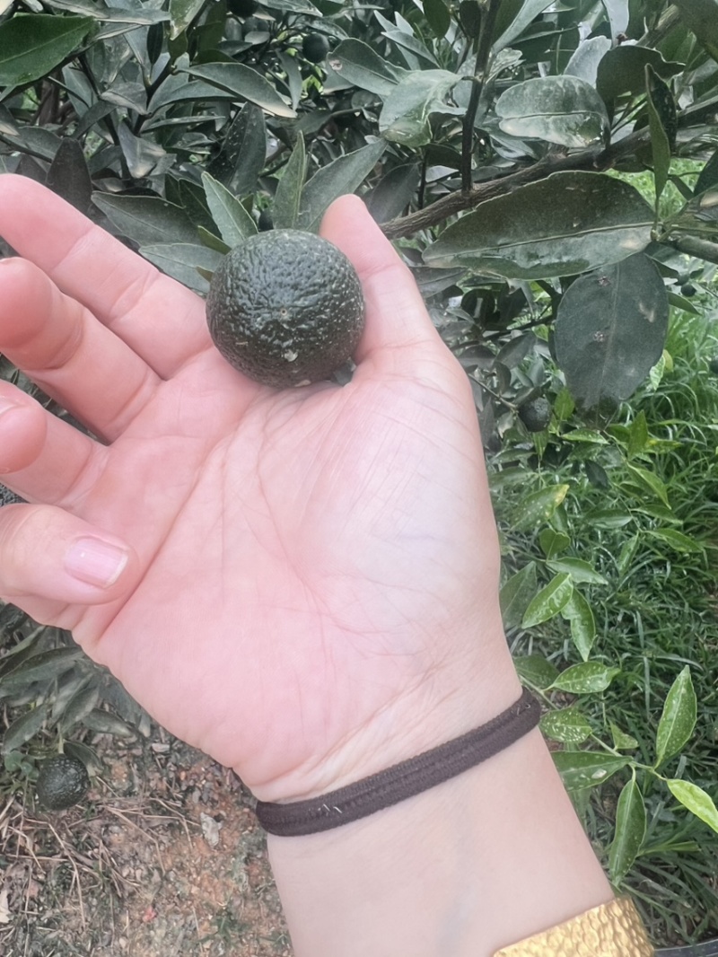 新会小青柑，新会种植