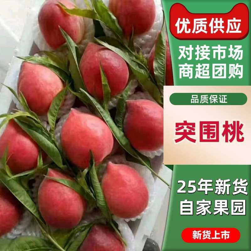 突围桃，大量上市，品质保证，价廉质优，产低直发
