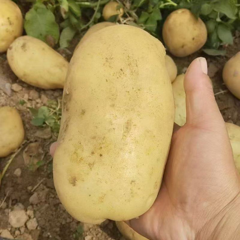 精品土豆大量供货边儿直发价格美丽支持视频看货来电洽谈