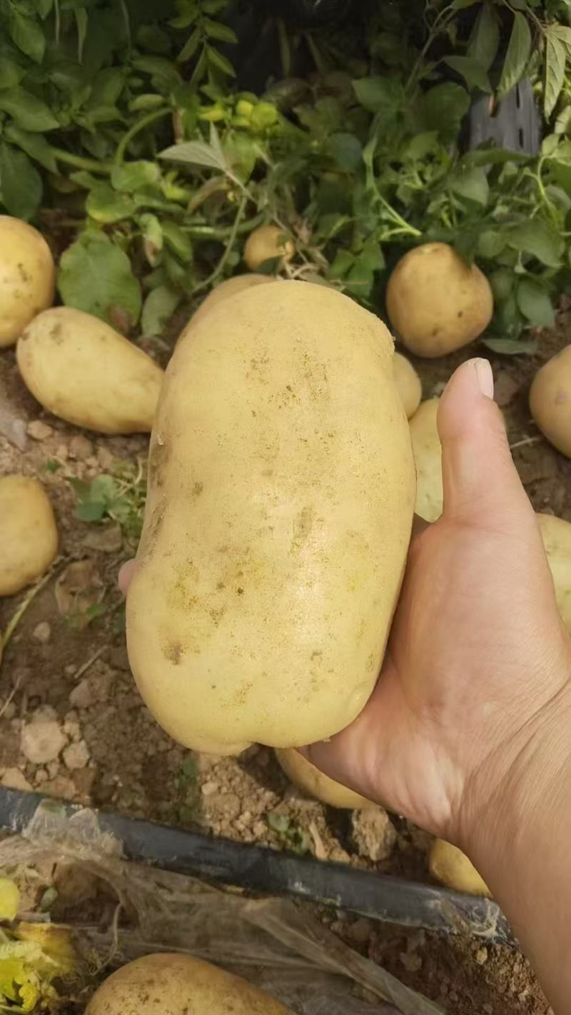 精品土豆大量供货边儿直发价格美丽支持视频看货来电洽谈