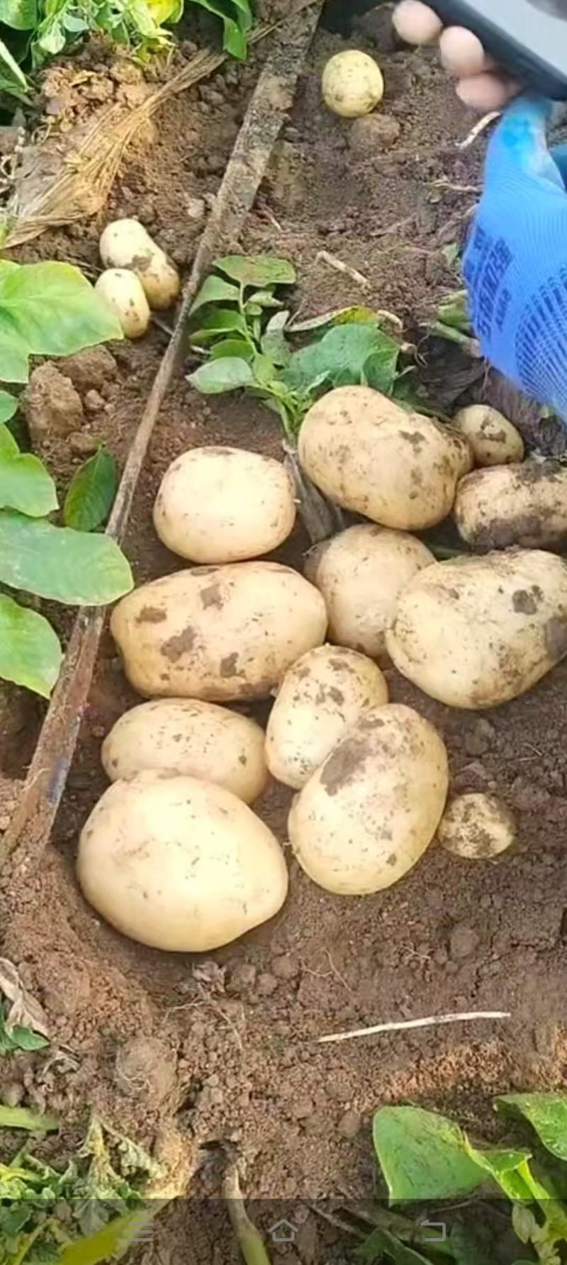 精品土豆大量供货边儿直发价格美丽支持视频看货来电洽谈