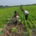 射干苗，基地直供，每公斤80颗左右，包三年病虫防范。