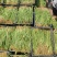 射干苗，基地直供，每公斤80颗左右，包三年病虫防范。