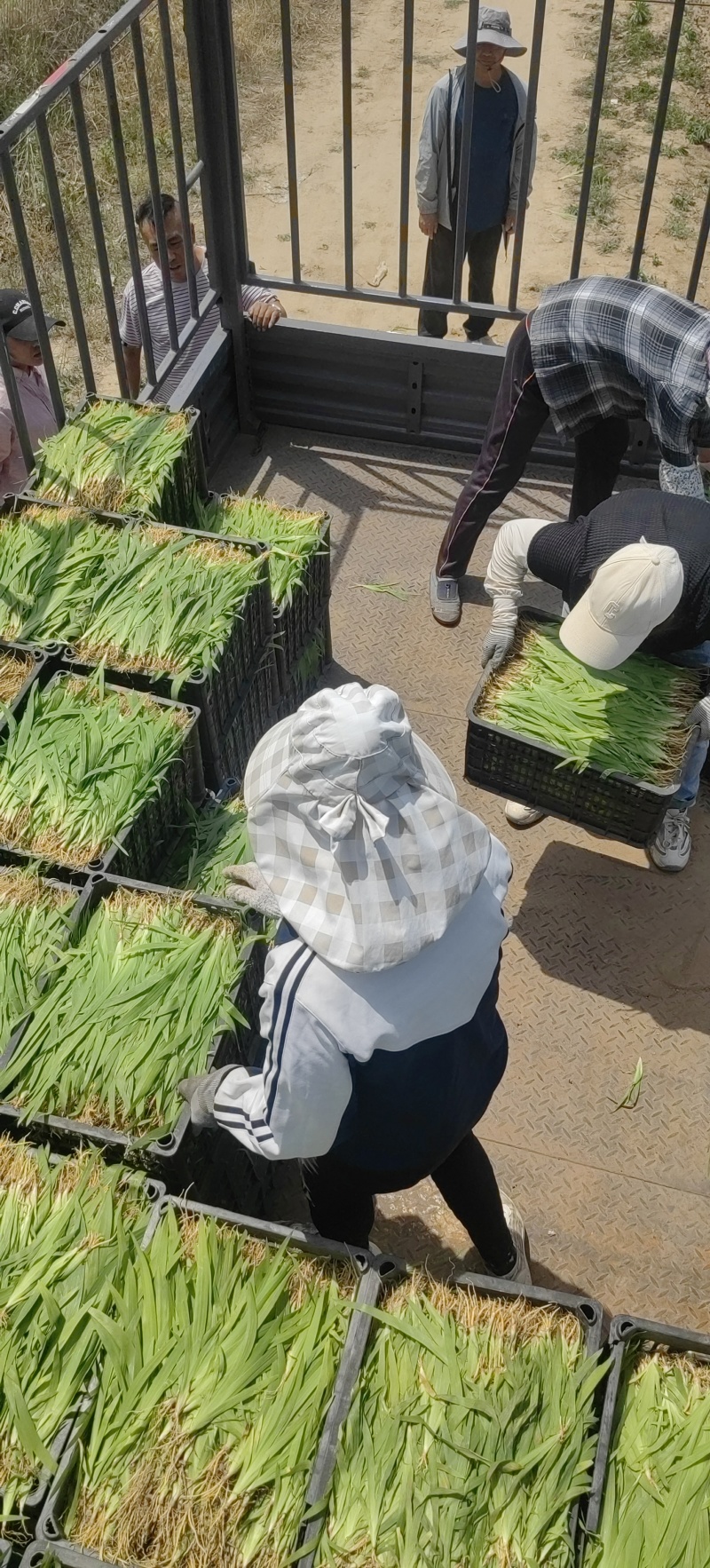 射干苗，基地直供，每公斤80颗左右，包三年病虫防范。