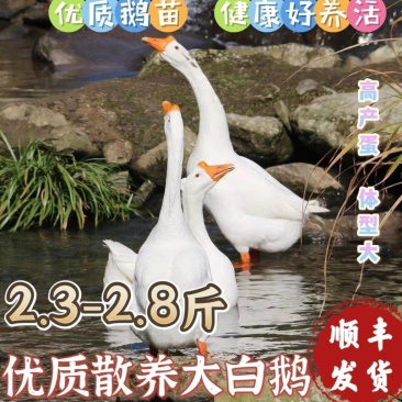 河北沧州青县活鹅，大量有货，大量现货