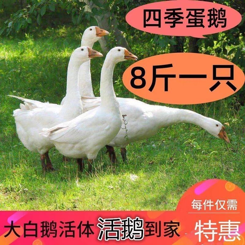 河北沧州青县活鹅，大量有货，大量现货